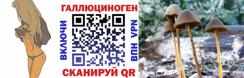 darknet состав  Ульяновск  Псилоцибиновые грибы мухоморы 
